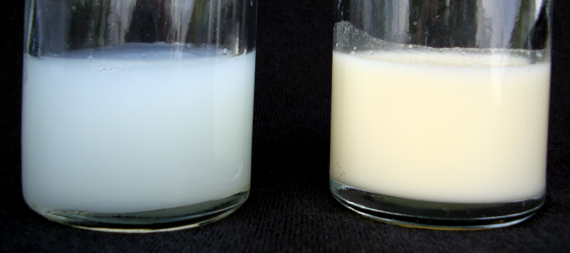 Human-breastmilk-foremilk-hindmilk
