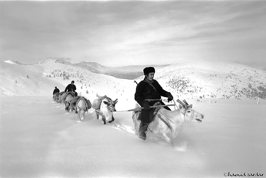 reindeer-people-hamid-sardar-afkhami-3