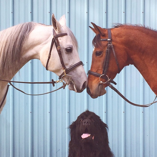 mom-photographs-son-dogs-horse-friendship-stasha-becker-julian-131