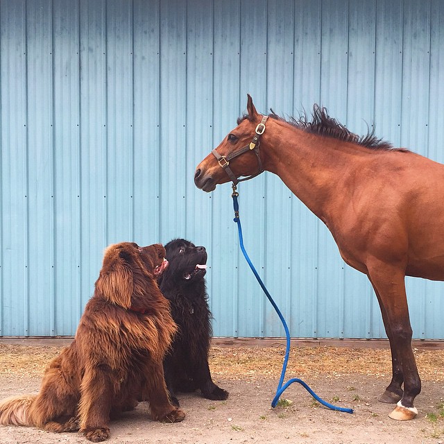 mom-photographs-son-dogs-horse-friendship-stasha-becker-julian-82