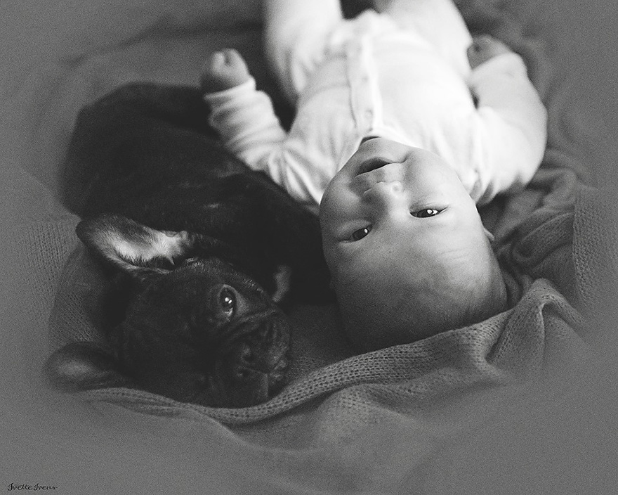 baby-dog-friendship-french-bulldog-ivette-ivens-6
